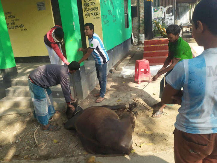 আর্জেন্টাইন সমর্থকদের গরু ভোজ!