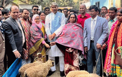 নাটোরে ক্ষুদ্র নৃ-গোষ্টীর মাঝে বাড়ন্ত ভেড়া বিতরণ