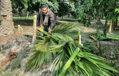 গাছের সাথে শত্রুতা