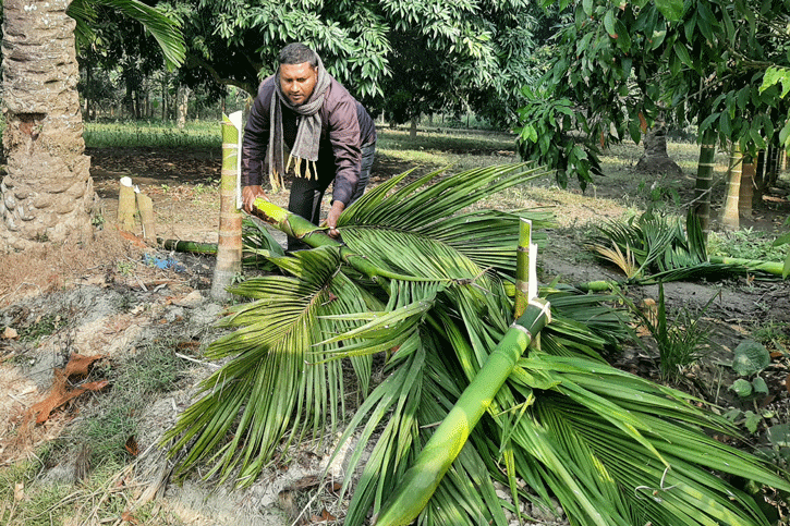 গাছের সাথে শত্রুতা