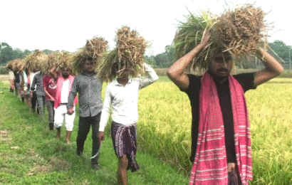 ভেদরার বিলে দরিদ্র কৃষকের ধান কেটে দিলো যুবলীগ