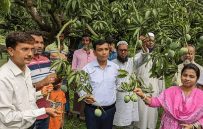 নাটোরে গোপালভোগ আম আহরণ শুরু