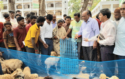 বড়াইগ্রামে নৃ-জনগোষ্ঠির মাঝে ভেড়া বিতরণ