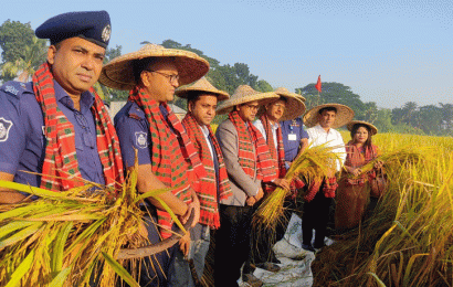 বড়াইগ্রামে নবান্ন উৎসব