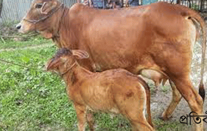 নাটোরে ক্যামেরা পার্সন সোহেলের বাড়ি থেকে বাছুর সহ বিদেশী গাভি চুরি