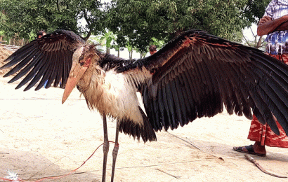 চলনবিলে মিললো বিরল প্রজাতির মদনটাক পাখি