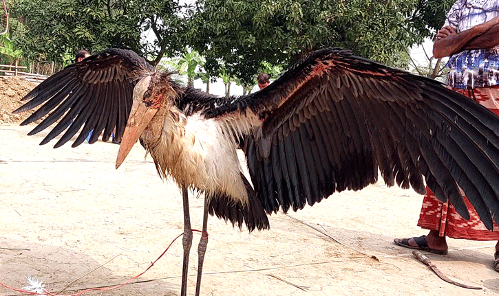 চলনবিলে মিললো বিরল প্রজাতির মদনটাক পাখি