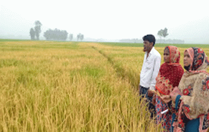 আগাছানাশক ছিটিয়ে ধান ক্ষেত নষ্টের অভিযোগ