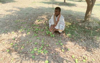 আমের সঙ্গে এ কেমন শত্রুতা