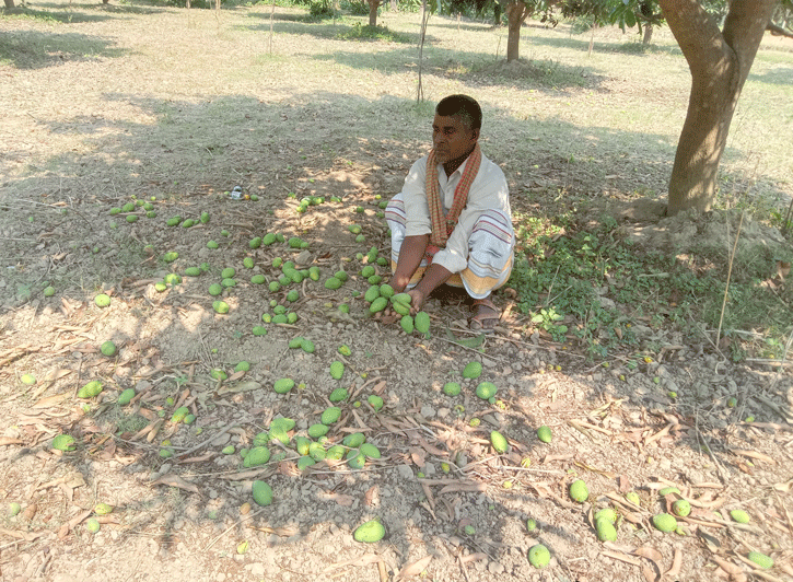 আমের সঙ্গে এ কেমন শত্রুতা