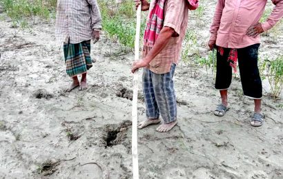 লালপুরের পদ্মার চরে বের হচ্ছে একের পরে এক রাসেল ভাইপার