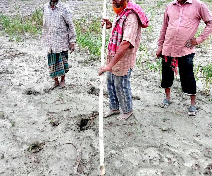 লালপুরের পদ্মার চরে বের হচ্ছে একের পরে এক রাসেল ভাইপার