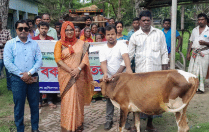 বড়াইগ্রামে ক্ষুদ্র নৃগোষ্ঠী পরিবারের মাঝে গরু বিতরণ